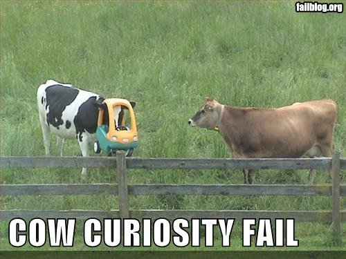 fail-cow1.jpg